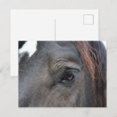 Carte postale du cheval Percheron (Devant / Derrière)