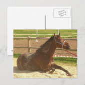Carte postale du cheval - port de la heste (Devant / Derrière)