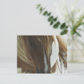 Carte postale du Cheval sauvage Mustang (Debout devant)
