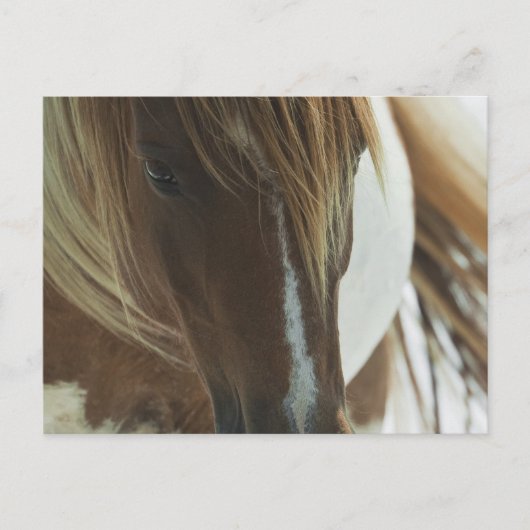 Carte postale du Cheval sauvage Mustang (Devant)