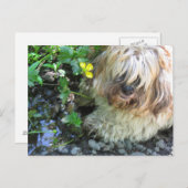 Carte postale du chien d'eau douce (Devant / Derrière)