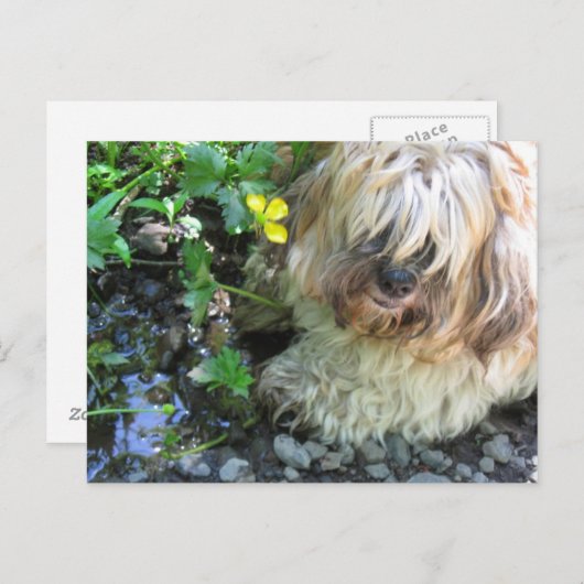 Carte postale du chien d'eau douce (Devant / Derrière)