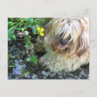 Carte postale du chien d'eau douce