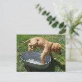 Carte postale du chiot à eau (Debout devant)