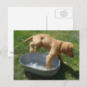 Carte postale du chiot à eau (Devant / Derrière)
