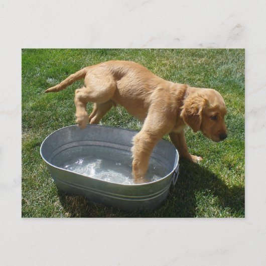 Carte postale du chiot à eau (Devant)