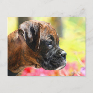 Carte postale du chiot Brindle Boxer