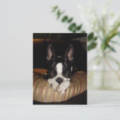 Carte postale du chiot de Boston Terrier (Debout devant)