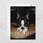 Carte postale du chiot de Boston Terrier (Devant / Derrière)