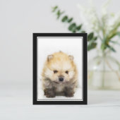 Carte postale du chiot de Poméranie (Debout devant)