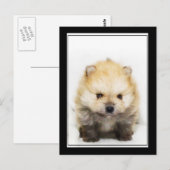 Carte postale du chiot de Poméranie (Devant / Derrière)