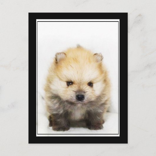 Carte postale du chiot de Poméranie (Devant)
