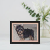 Carte postale du chiot Yorkshire Terrier (Debout devant)