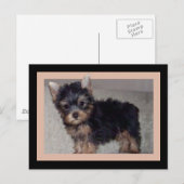 Carte postale du chiot Yorkshire Terrier (Devant / Derrière)