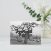 Carte postale du cimetière (Debout devant)