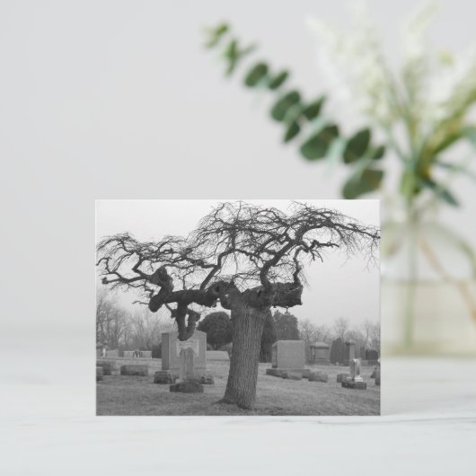 Carte postale du cimetière (Debout devant)