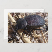 Carte postale du coléoptère au sol (Devant / Derrière)