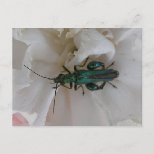 Carte postale du coléoptère de fleurs (Devant)