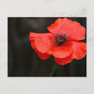 Carte postale du coquelicot rouge brillant