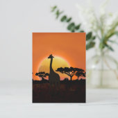 Carte postale du coucher de soleil avec girafe | F (Debout devant)
