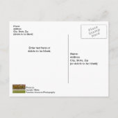 Carte postale du couple d'élans en pâture (Dos)