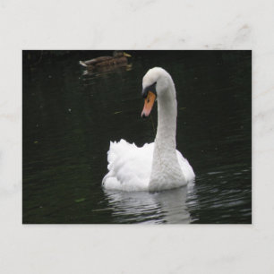 Carte postale du cygne blanc