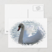 Carte postale du cygne de trompette (Devant / Derrière)