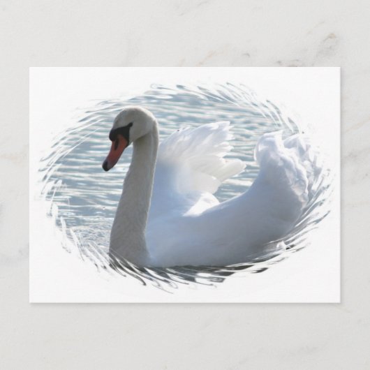 Carte postale du cygne de trompette (Devant)