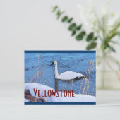 Carte postale du cygne de Yellowstone (Debout devant)