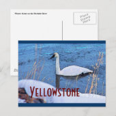 Carte postale du cygne de Yellowstone (Devant / Derrière)