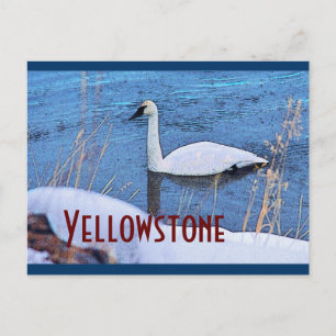 Carte postale du cygne de Yellowstone