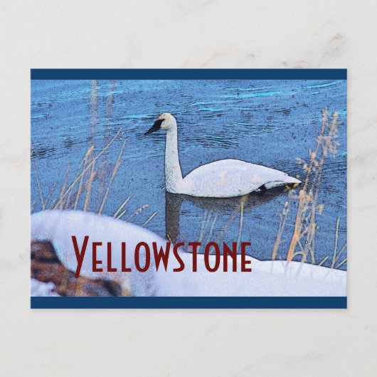 Carte postale du cygne de Yellowstone (Devant)