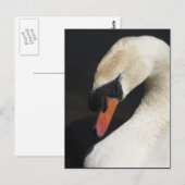 Carte postale du cygne dormant (Devant / Derrière)