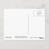 Carte postale du cygne dormant (Dos)