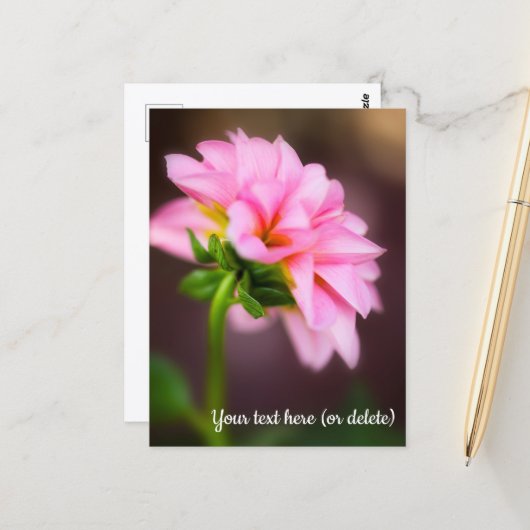 Carte postale du Dahlia rose (Devant/Arrière en situation)