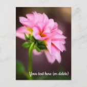 Carte postale du Dahlia rose (Devant)