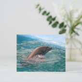 Carte postale du dauphin (Debout devant)