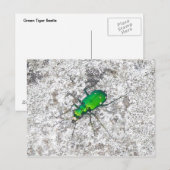 Carte postale du dendroctone du tigre vert (Devant / Derrière)