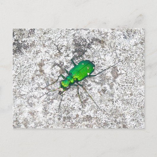 Carte postale du dendroctone du tigre vert (Devant)