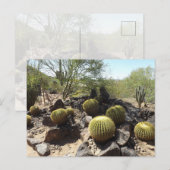 Carte postale du désert de Sonora (Devant / Derrière)