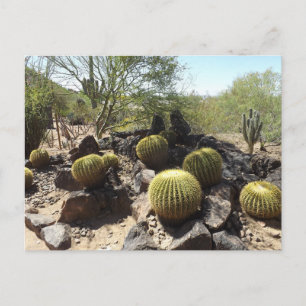 Carte postale du désert de Sonora