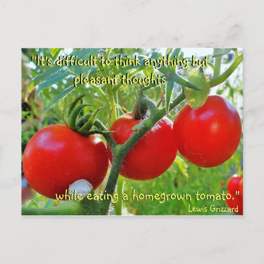 Carte Postale du devis de plaisir Tomato (Devant)