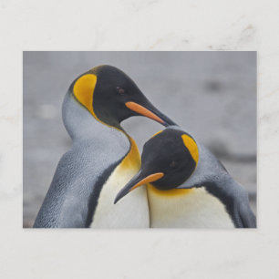 Carte postale du duo de manchots royaux