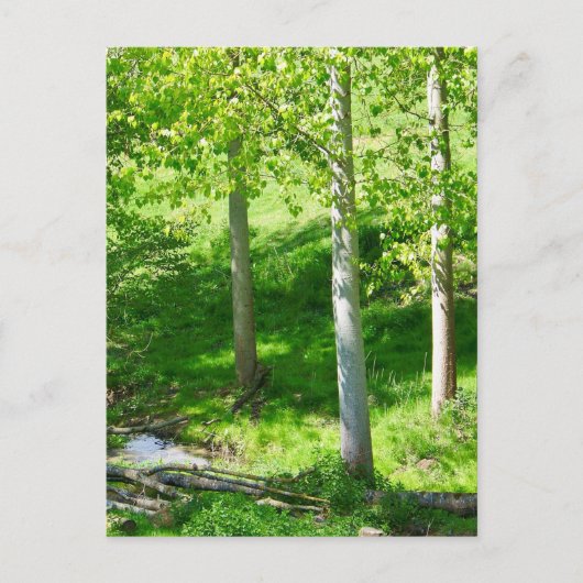 Carte postale du feuillage de printemps (Devant)