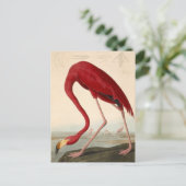 Carte postale du flamant rose d'Audubon (Debout devant)