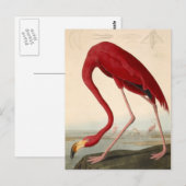 Carte postale du flamant rose d'Audubon (Devant / Derrière)