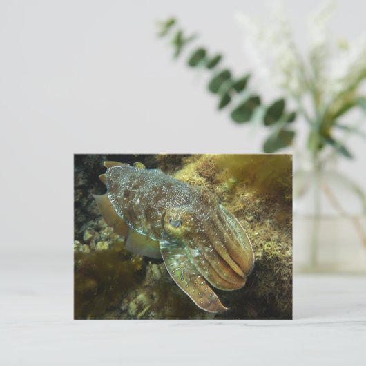 Carte postale du géant australien Cruiser (Debout devant)