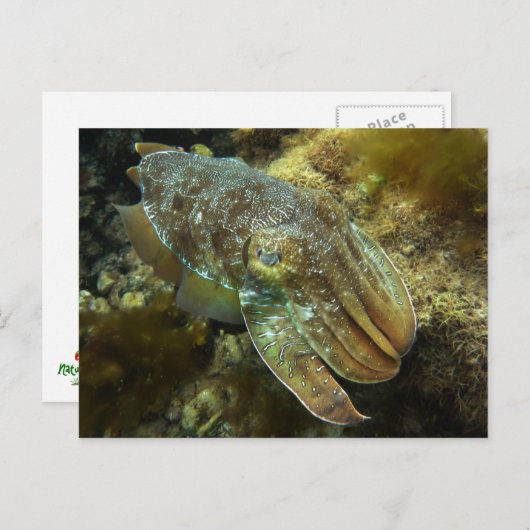 Carte postale du géant australien Cruiser (Devant / Derrière)