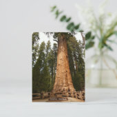 Carte postale du général Sherman Giant Sequoia (Debout devant)