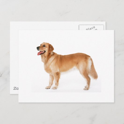 Carte postale du Golden Retriever alerte (Devant / Derrière)